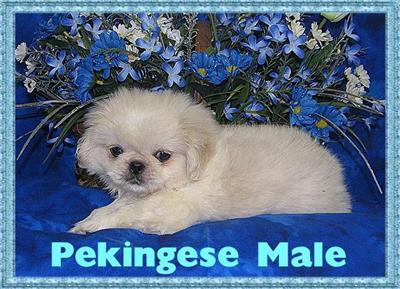 Puppies in KY